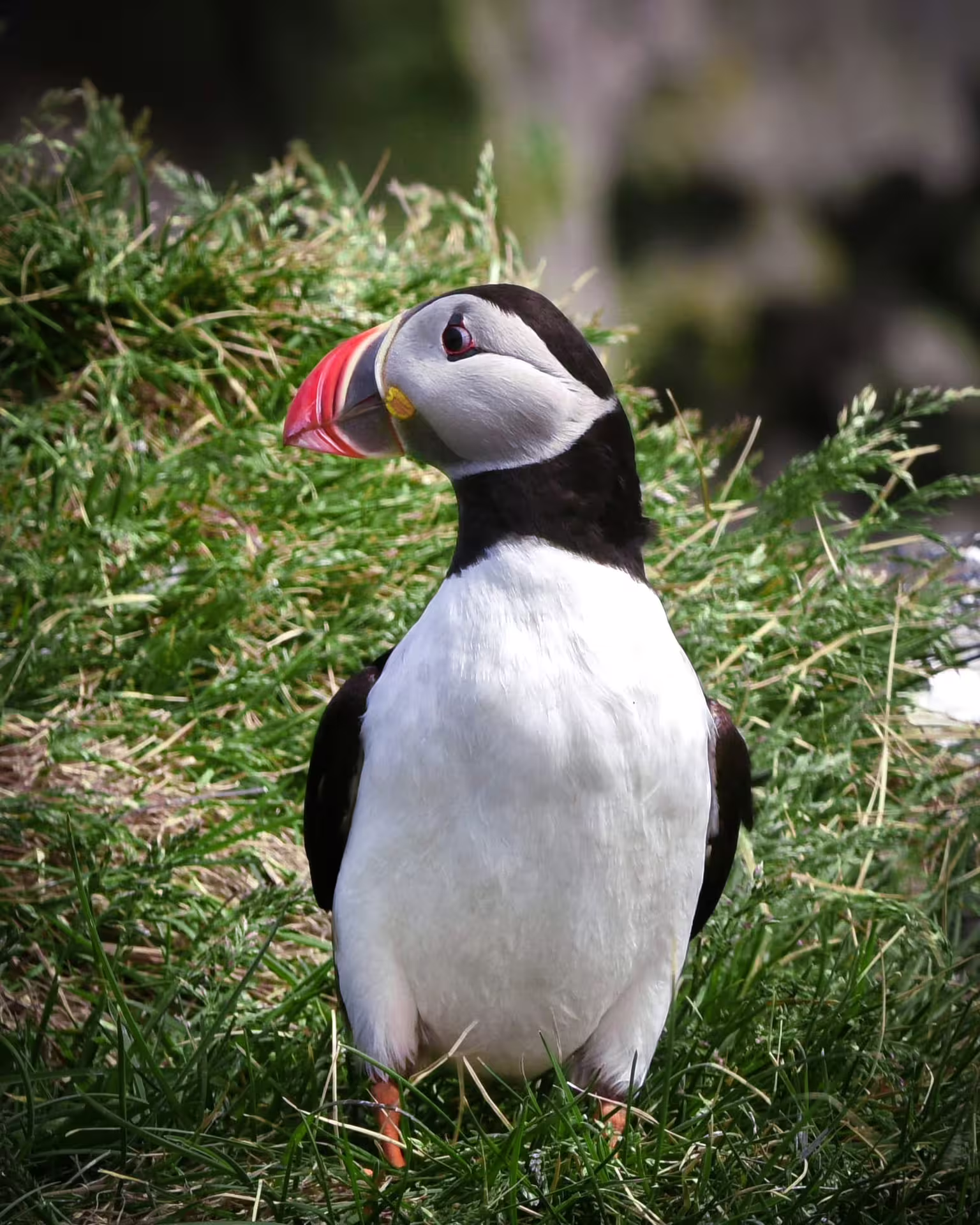 Close-up of a colorful Atlantic puffin on green grass during Iceland South Coast private glacier lagoon tour