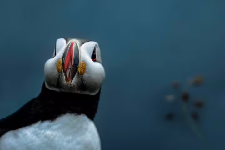 Close-up of an Atlantic puffin with colorful beak against blue background in Iceland
