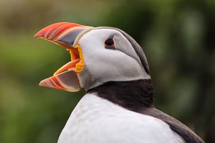 Atlantic puffin with open colorful beak close-up, Seydisfjordur Iceland