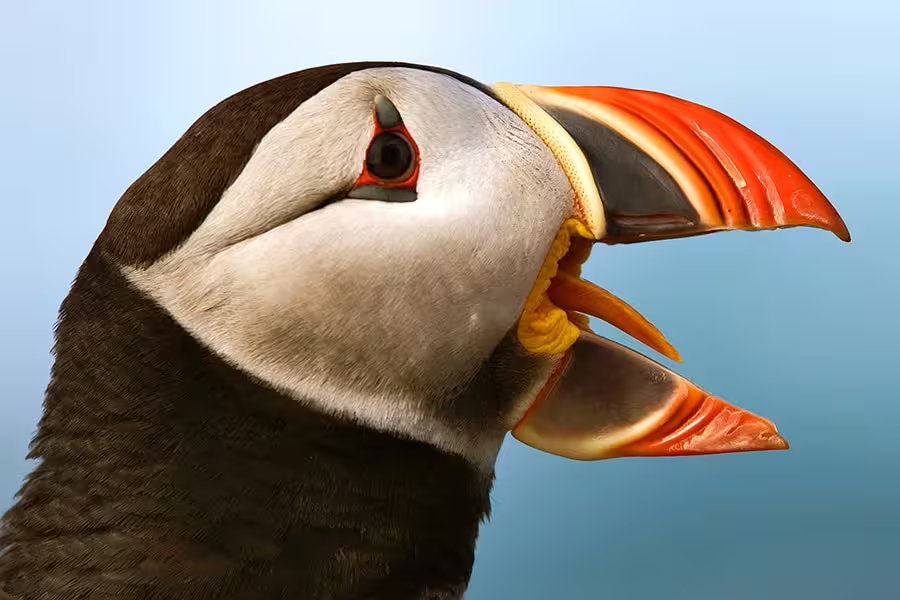 Close-up of an Atlantic puffin with open beak and vibrant orange bill against a blue sky