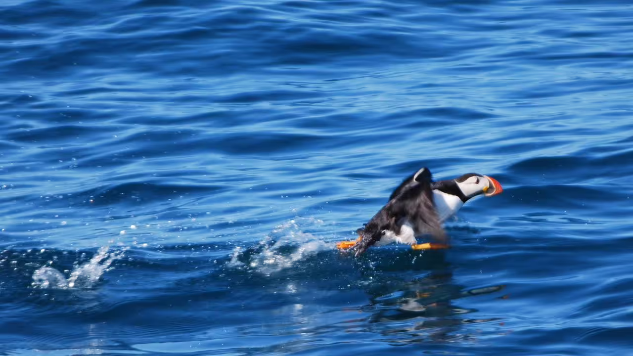 Atlantic puffin skimming the blue ocean surface during a Reykjavik puffin watching boat tour to the islands