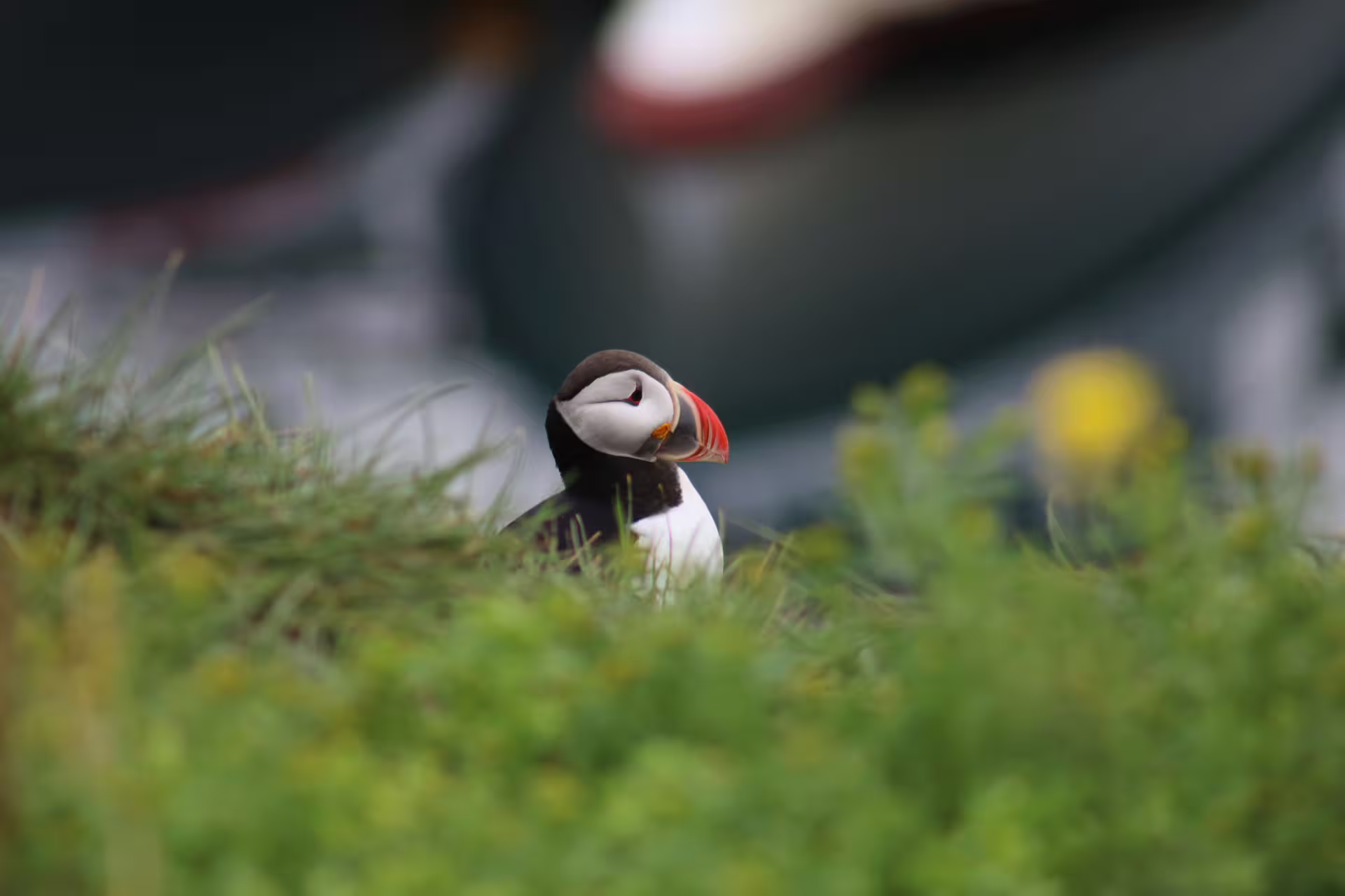 Atlantic puffin with colorful red beak nestled in green grass on Faxafloi Bay cliffs