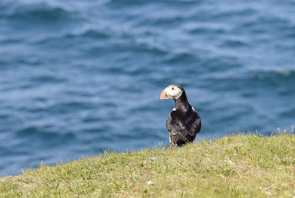 Atlantic puffin on grassy sea cliff above blue water, wildlife highlight on Paddle in the Wild tour