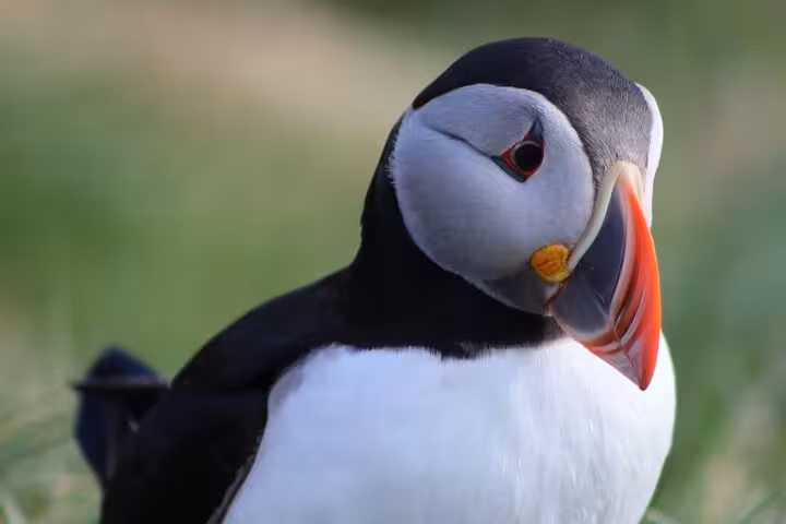 Close-up of an Atlantic puffin with colorful orange beak against green grass background
