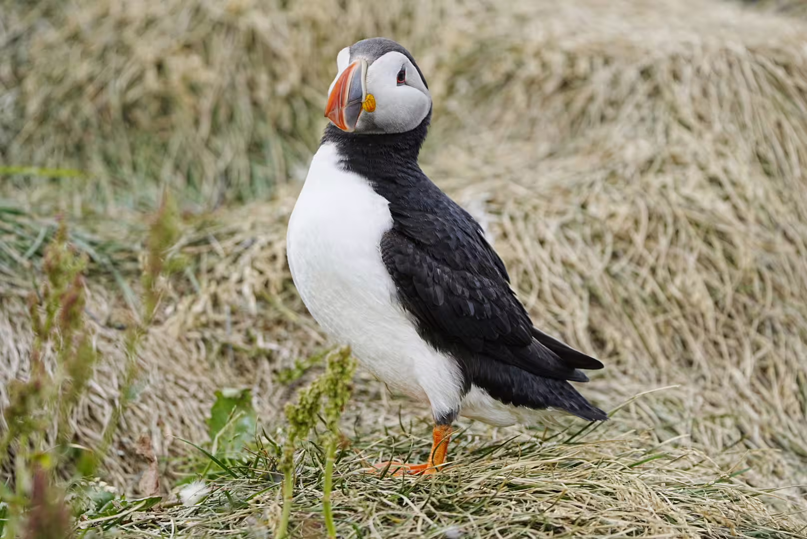Atlantic puffin with colorful orange beak standing on dry grass in South Iceland