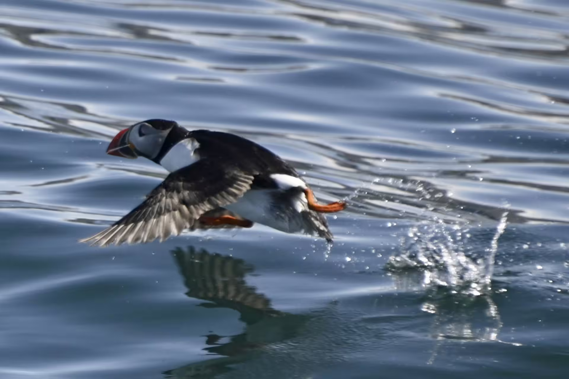 Atlantic puffin taking off from calm ocean waters on a Reykjavik island boat tour in Iceland