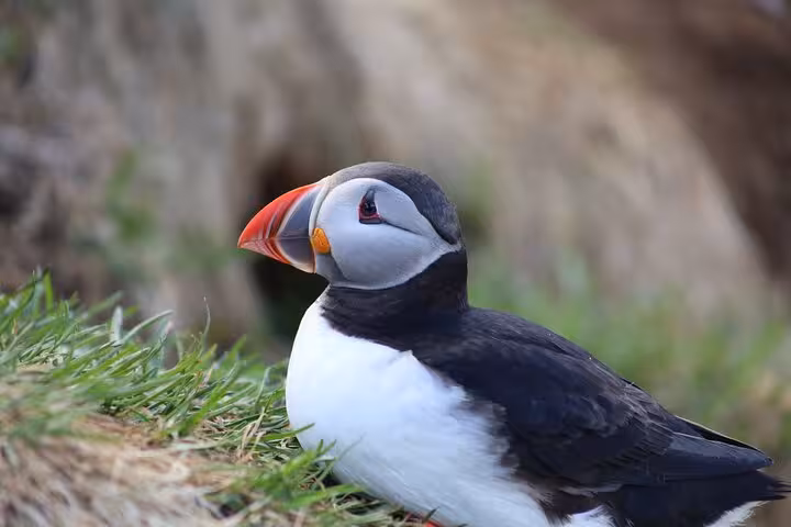 Atlantic puffin with colorful orange beak standing on grassy cliff in Seydisfjordur Iceland