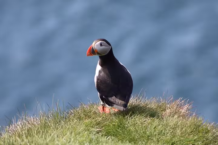 Atlantic puffin standing on grassy cliff with colorful orange beak during puffin watching tour in Seydisfjordur