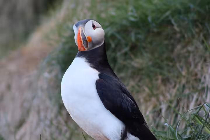 Atlantic puffin with colorful orange beak standing on grassy cliff at Seydisfjordur