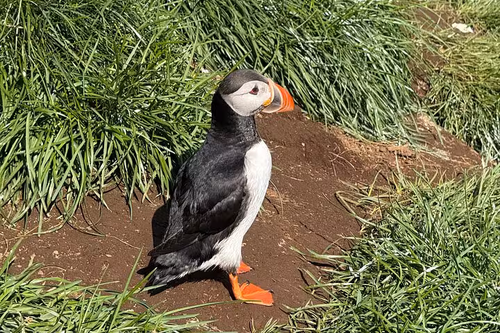 Atlantic puffin standing on brown soil among green grass at Westman Islands, Iceland