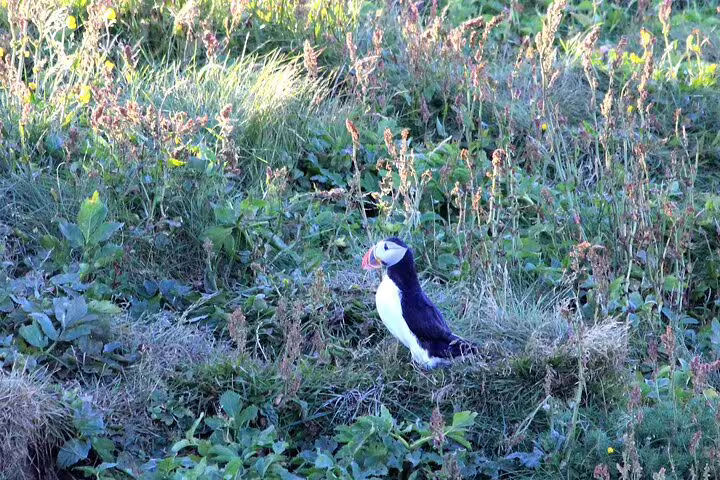 A wild Atlantic puffin standing among lush green vegetation on the Westman Islands private day tour in Iceland