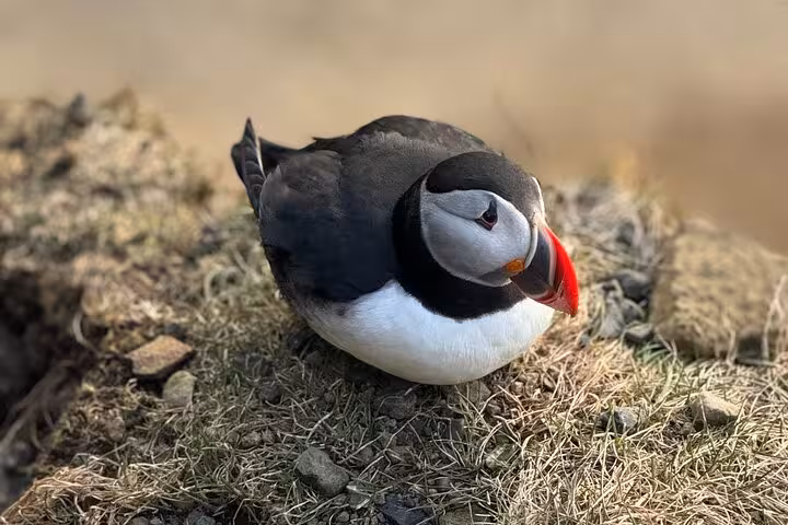 Atlantic puffin resting on rocky ground at Westman Islands, Iceland