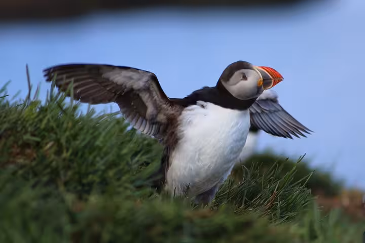 Atlantic puffin spreading wings on green grass cliffside in Seydisfjordur Iceland