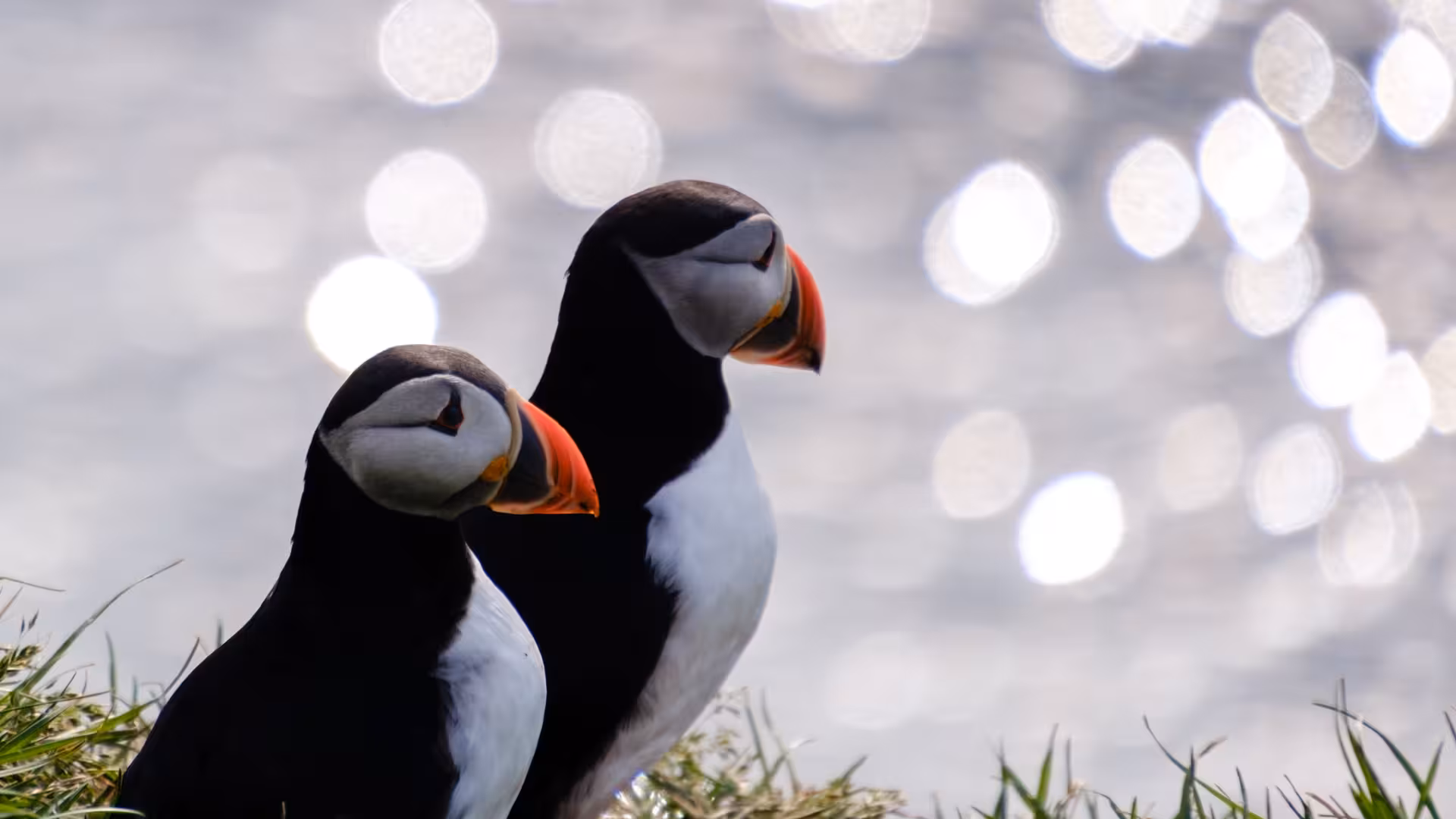 Two Atlantic puffins with colorful orange beaks perched on grassy cliff in Iceland's Eastfjords