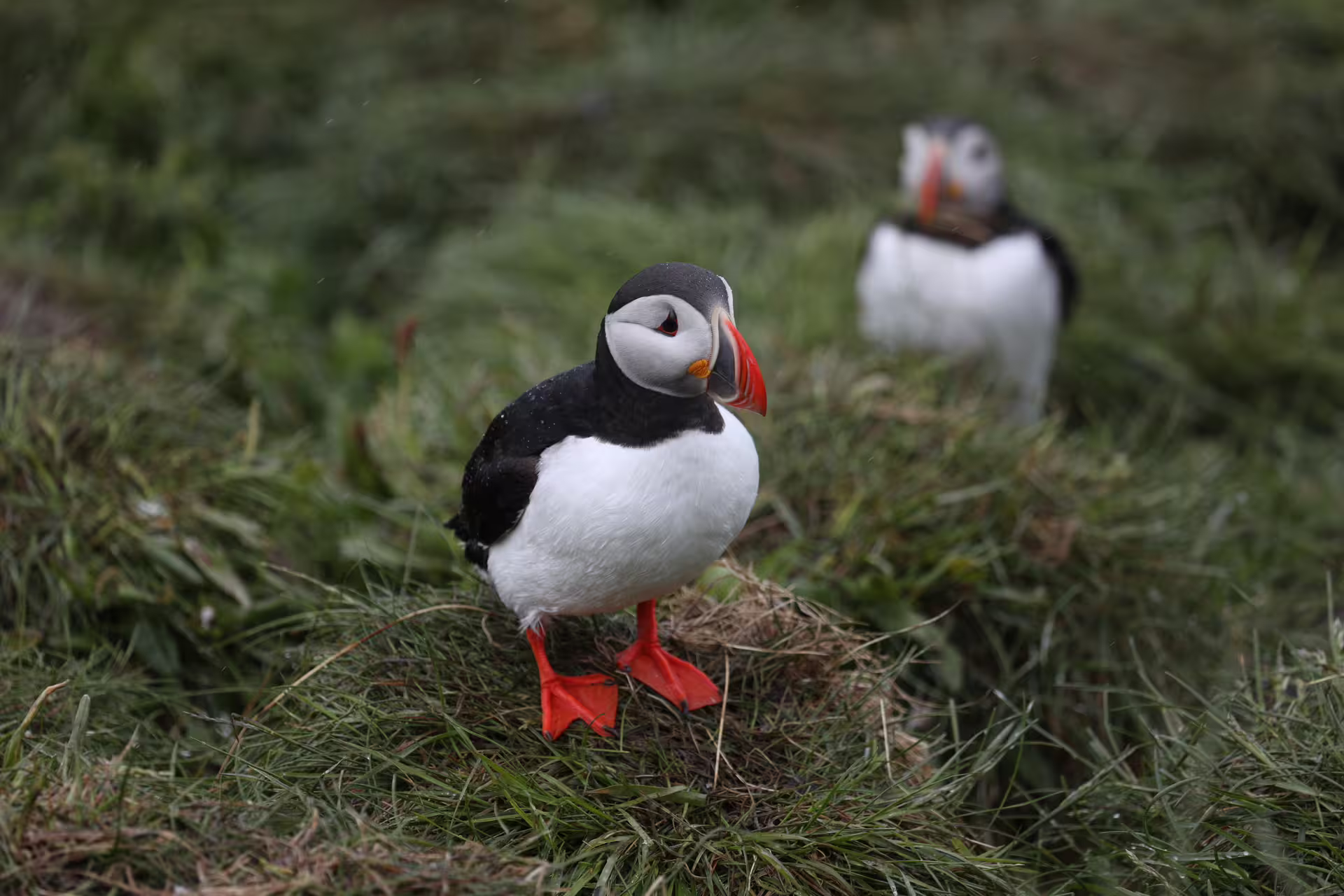 Two Atlantic puffins standing on green grass during a private super jeep tour in Iceland