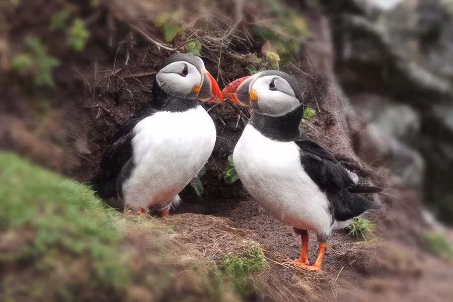 Two Atlantic puffins with colorful orange beaks standing together on a rocky coastal cliff in Reykjavik