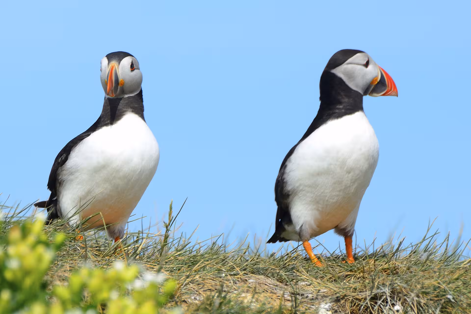 Colourful Atlantic puffins resting near Reykjavík during a puffin watching boat tour. Discover Iceland’s seabirds and marine wildlife during