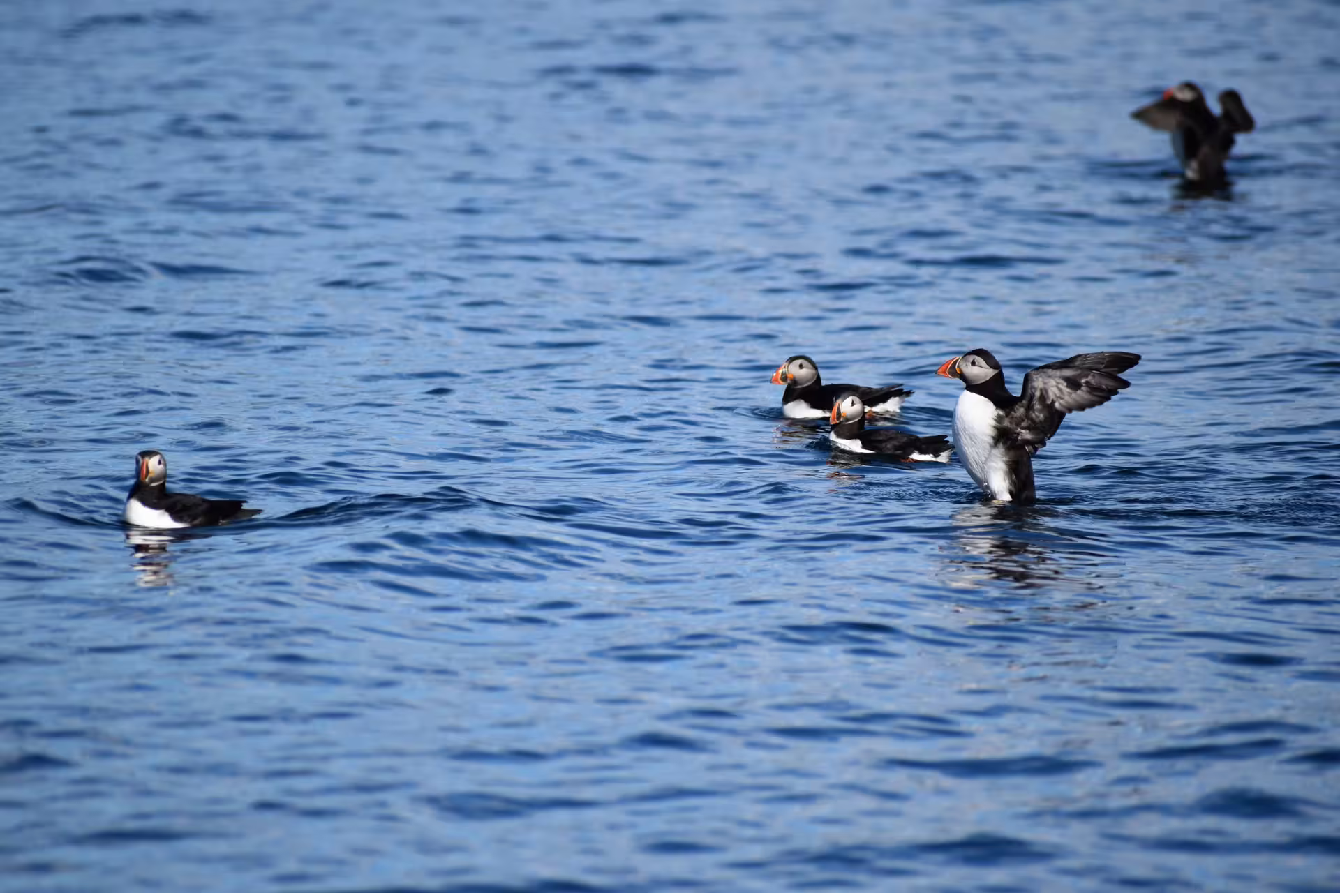 Atlantic puffins swimming and flapping wings on blue ocean waters during a Reykjavik island boat tour.