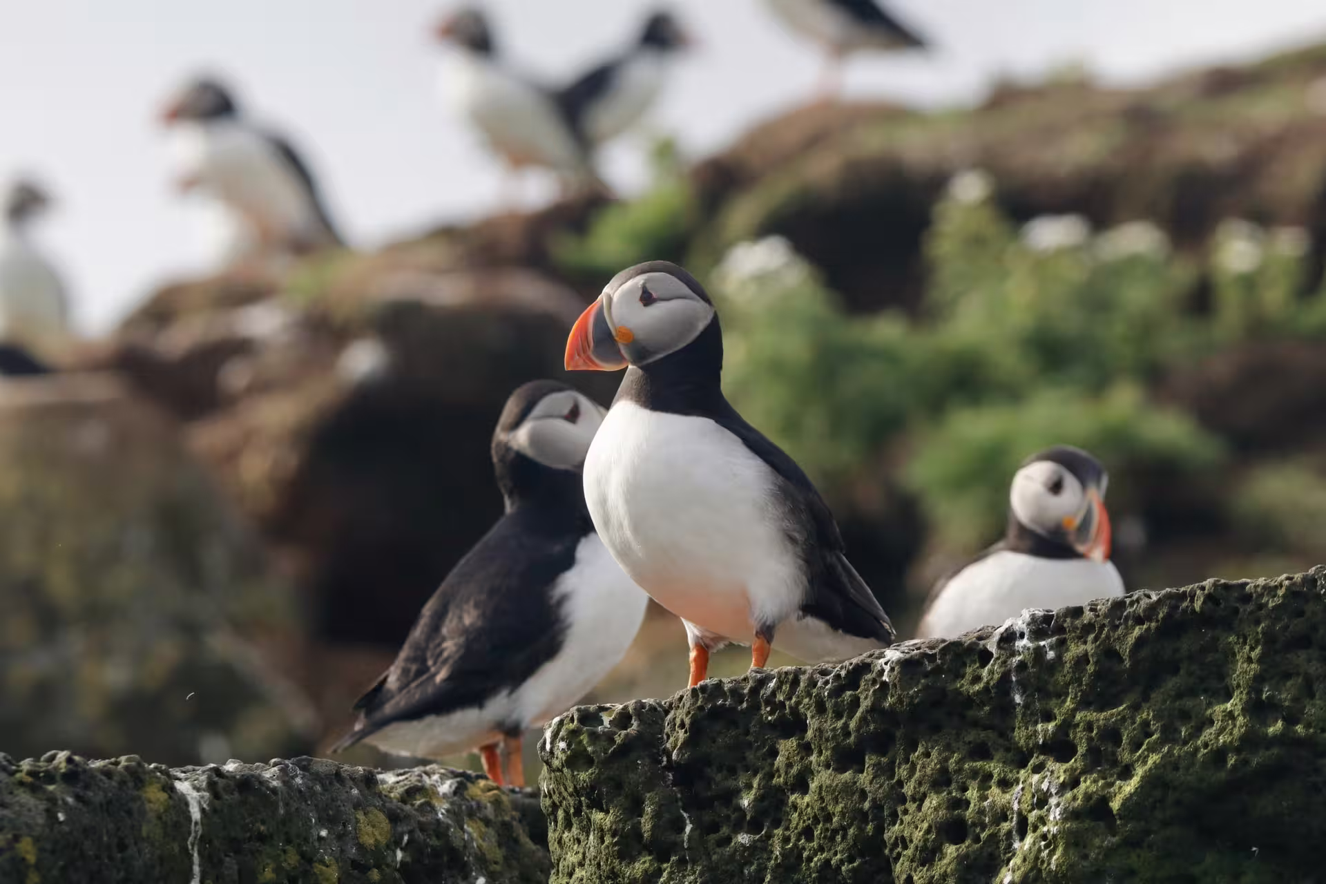 Atlantic puffins with vibrant orange beaks perched on mossy rocks during a Reykjavik island boat tour