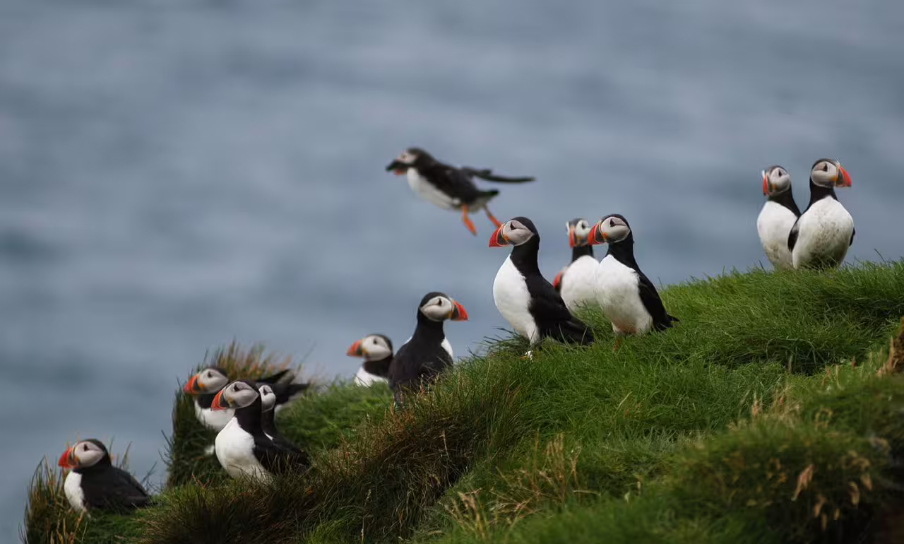 Large colony of Atlantic puffins perched and flying over green island cliffs on a Reykjavik puffin watching tour