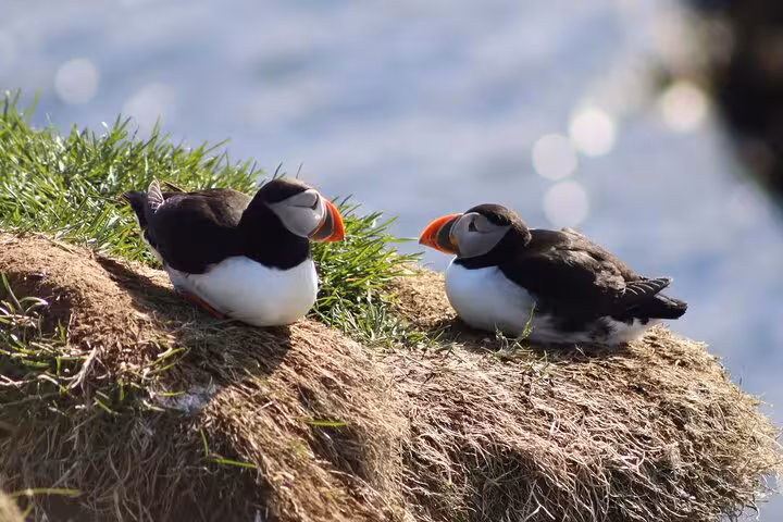 Two Atlantic puffins resting on a grassy cliff edge near Seydisfjordur, Iceland
