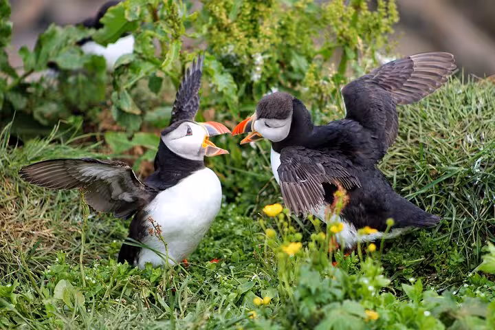 Two Atlantic puffins face each other with wings spread on green grassy cliffside in Seydisfjordur Iceland