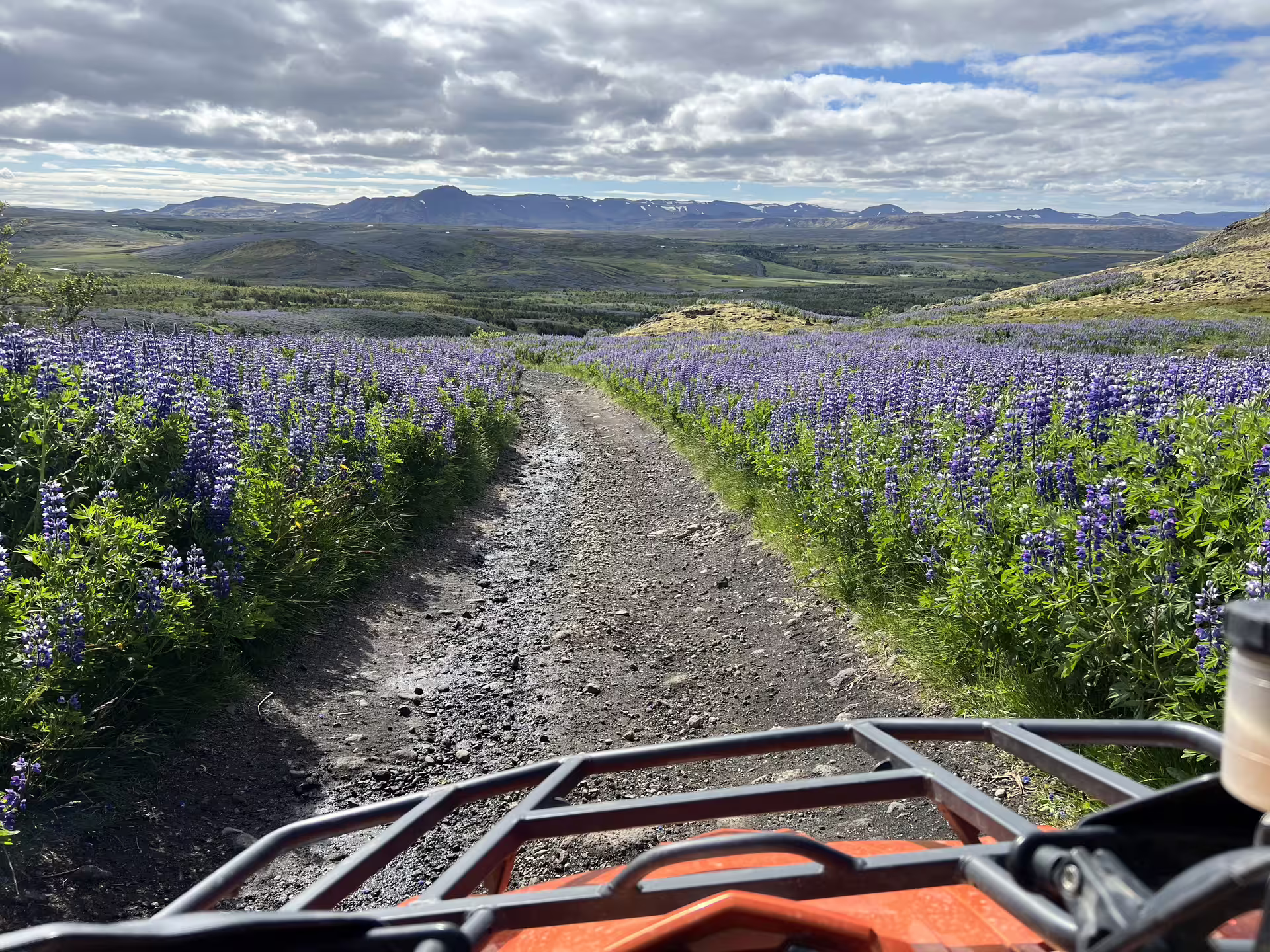 ATV quad bike trail through purple lupine fields with mountain views in Reykjavik Iceland