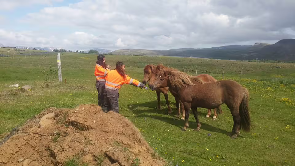 Two workers in orange hi-vis jackets feeding Icelandic horses on a green scenic landscape near Reykjavik