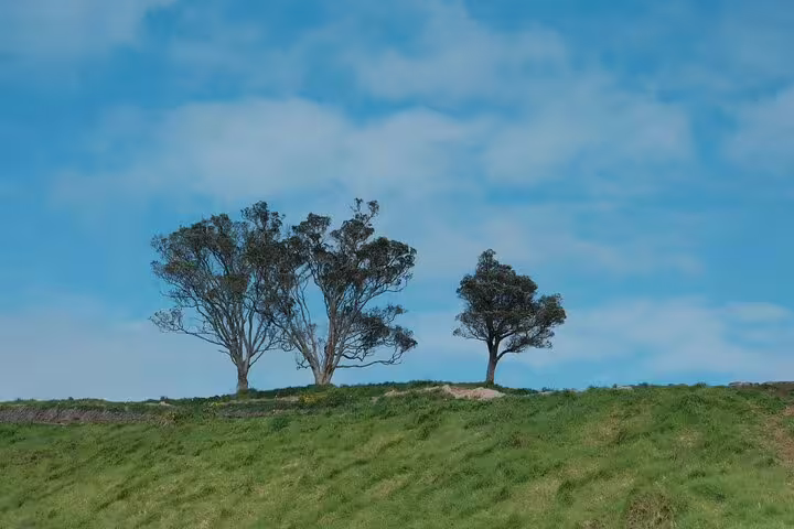 Tranquil landscape with green hills and trees under a clear blue sky in Auckland.