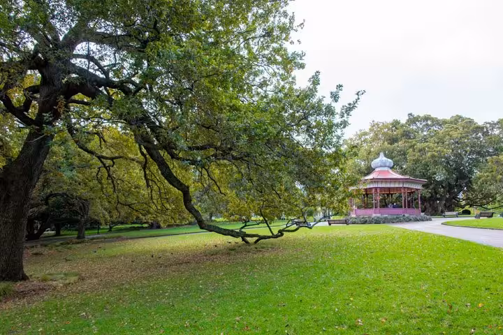 Pink Victorian bandstand in Auckland park with large oak tree and green lawn