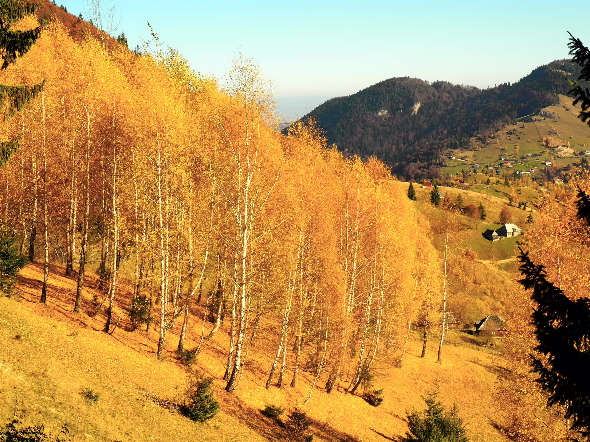 Golden birch trees on a sunny autumn hillside with Romanian mountain village and valleys in the background
