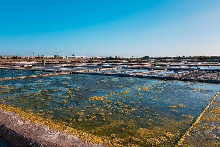 Explore the expansive salt flats of Aveiro under a clear blue sky on the Aveiro & Costa Nova private full-day tour.