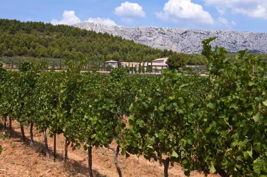 Vine rows with mountain views in Rhône Valley, landscape on Avignon wine tasting tour to Gigondas and Séguret