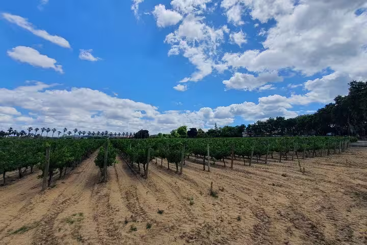 Lush vineyards under a blue sky in Azeitão, showcasing the scenic beauty of the Arrábida day tour from Lisbon.