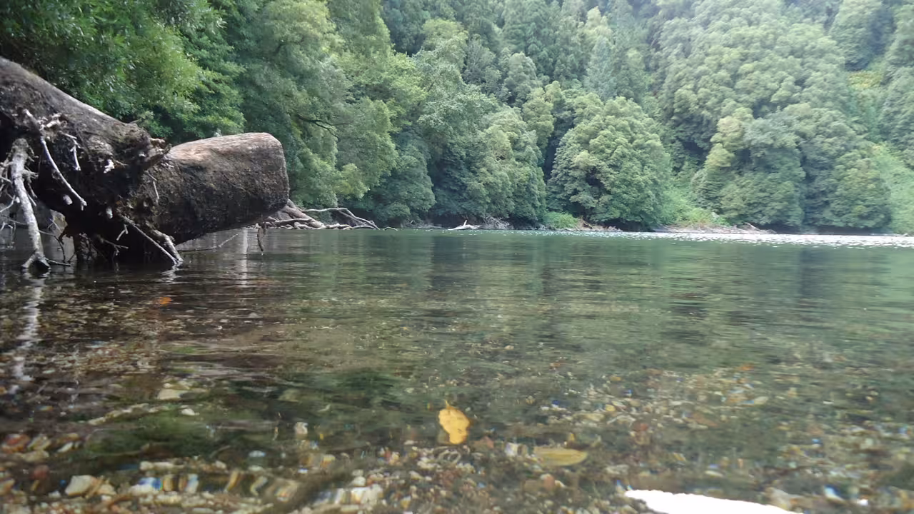 Crystal-clear forest lake with fallen tree trunks and dense green Azores woodland on a half-day tour from Ponta Delgada