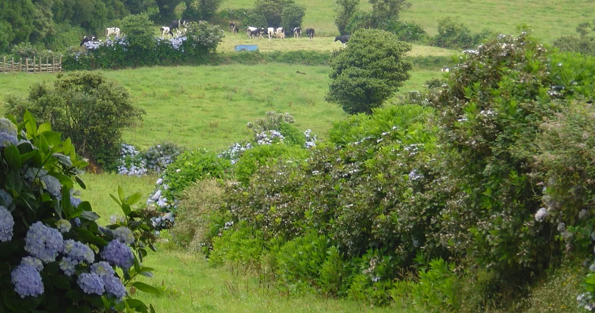 Green Azores pasture with grazing cows and blooming hydrangeas, a nature highlight on a 4-day São Miguel tour