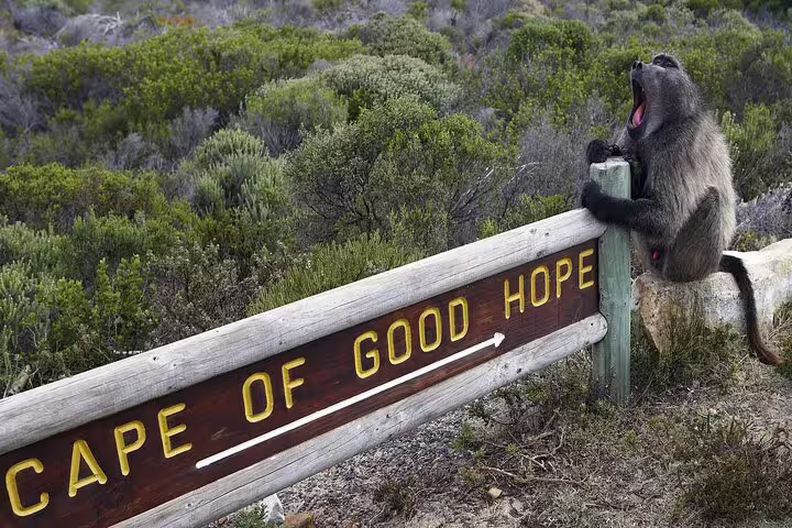Baboon sitting on a Cape of Good Hope signpost, a unique sight on the full-day tour from Cape Town.