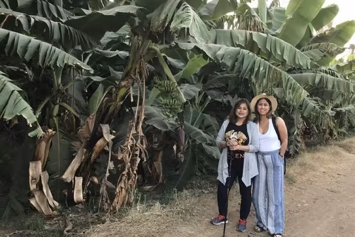 Visitors in a banana plantation on Banana Island, Luxor Nile felucca excursion with private transfer included