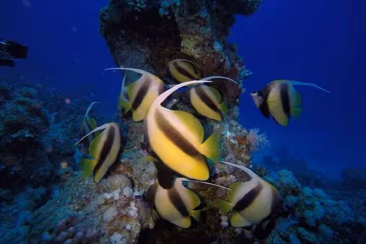 School of bannerfish over Red Sea coral reef, snorkeling at Lovely Island Hurghada boat trip in Egypt