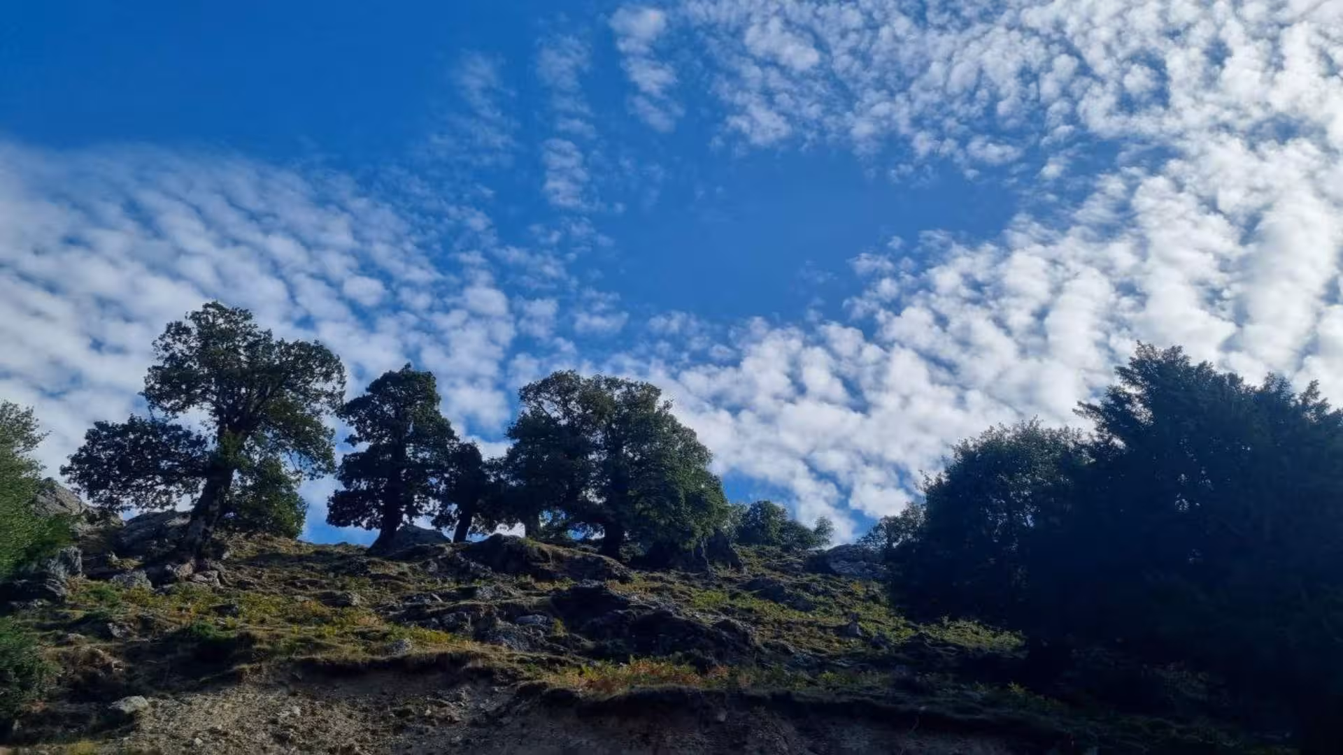 Scenic view of trees and a clear blue sky in Barbagia, perfect for a jeep tour adventure from Arbatax.