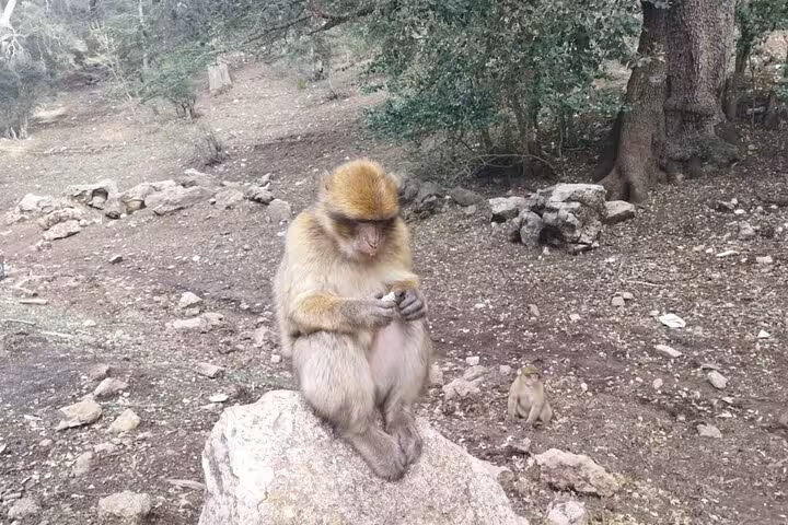 Barbary macaque sits on a rock in the cedar forests of Morocco, a highlight of the Fes desert tour.