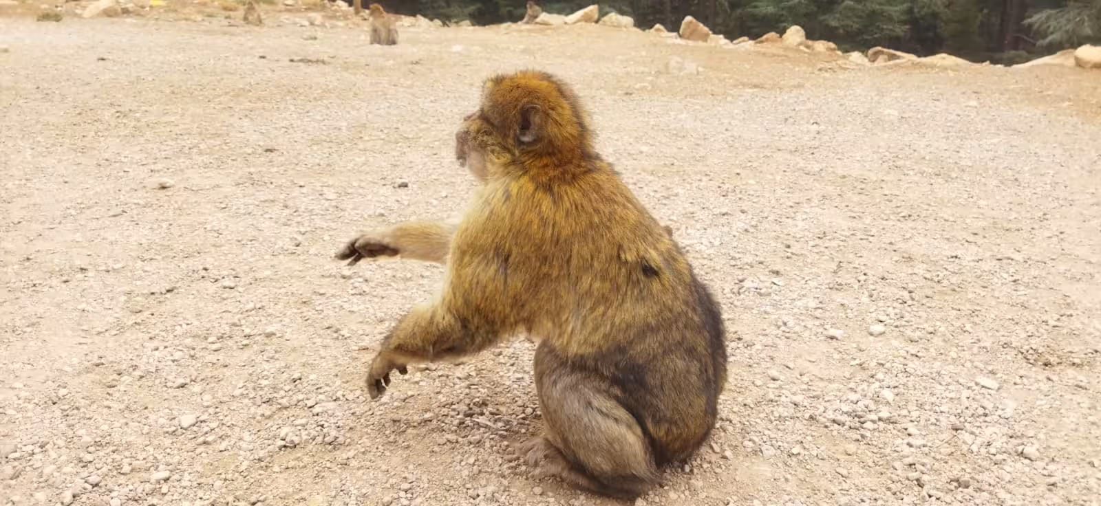 Barbary macaque sitting on rocky ground in Moroccan desert, a highlight of the 2-day tour from Errachidia to Fes.