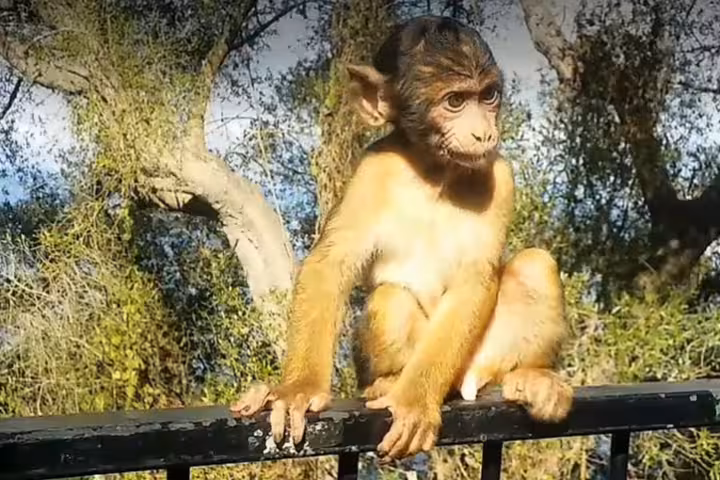 Barbary macaque on railing at Gibraltar Nature Reserve, must-see stop on Costa del Sol private tour