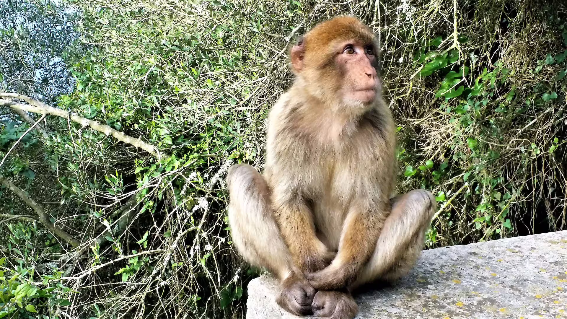 Barbary macaque sitting on a stone ledge in Gibraltar Nature Reserve on a private tour from Costa del Sol