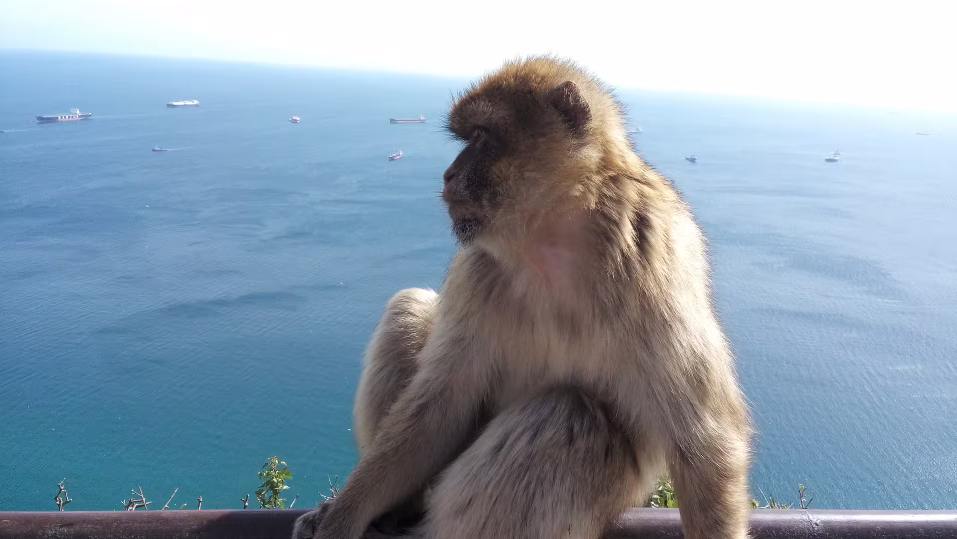 Barbary macaque on the Rock of Gibraltar overlooking the Mediterranean, a highlight of private tours from Costa del Sol