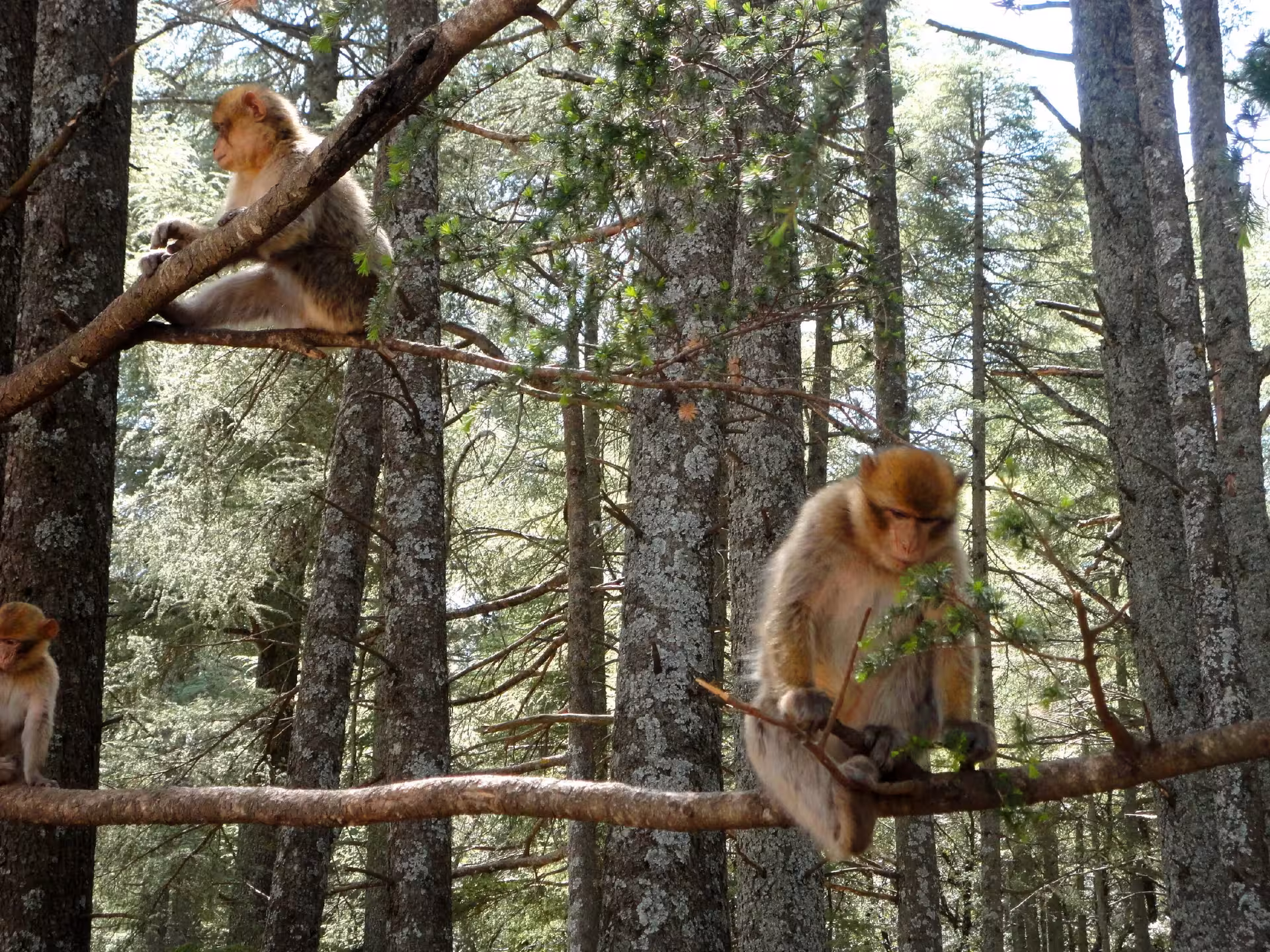 Barbary macaques perched on tree branches in the cedar forests of the Middle Atlas, a highlight of the Fes to Merzouga tour.