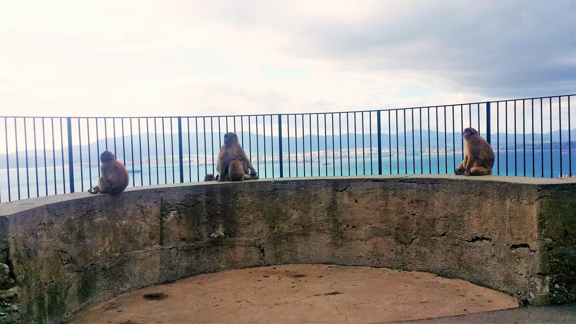 Barbary macaques at a Rock of Gibraltar lookout with bay views, wildlife stop on a private tour from Costa del Sol
