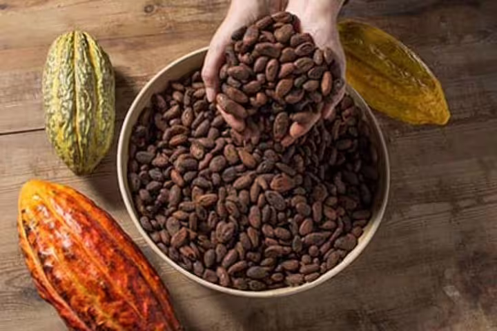 Hands holding cocoa beans surrounded by vibrant cacao pods, highlighting the chocolate experience in Barcelona tour.