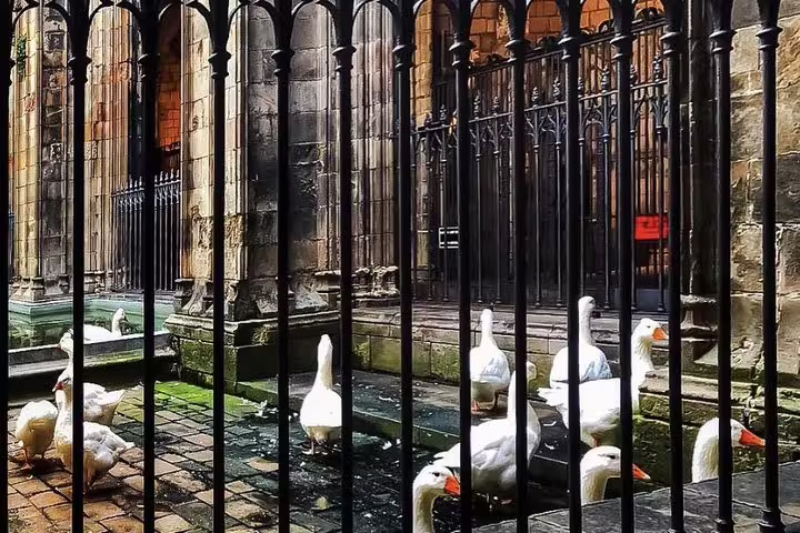 Geese in the Gothic Quarter courtyard, a unique stop on the Private Barcelona Walking Tour.