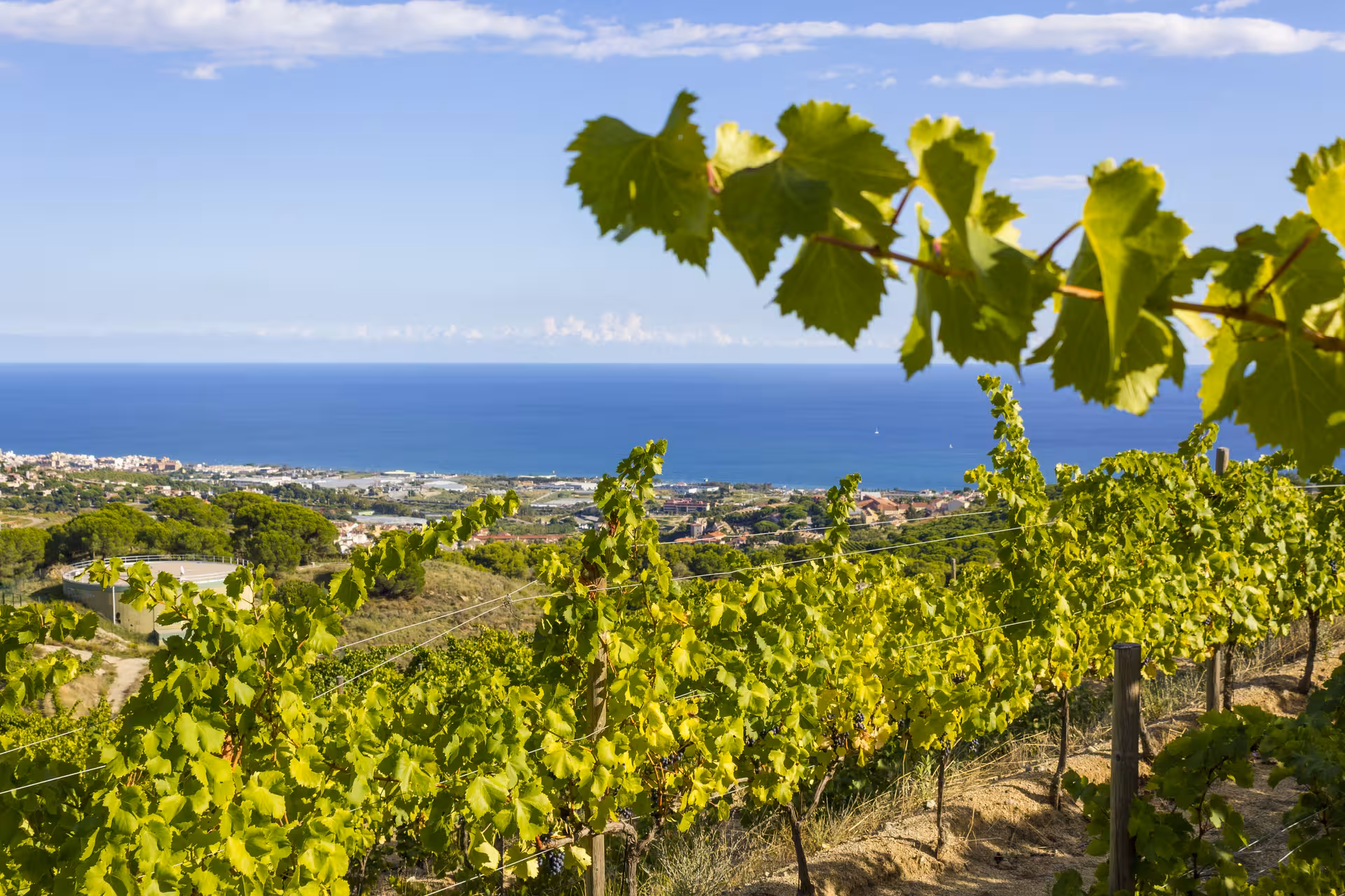 Sunlit vineyard rows with Mediterranean sea view near Barcelona on half-day winery and wine tasting tour